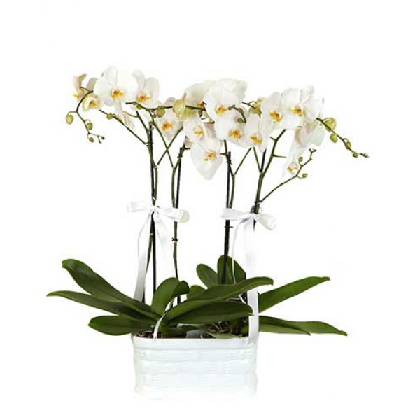Beyaz Vazoda 4 Dal Beyaz Orkide