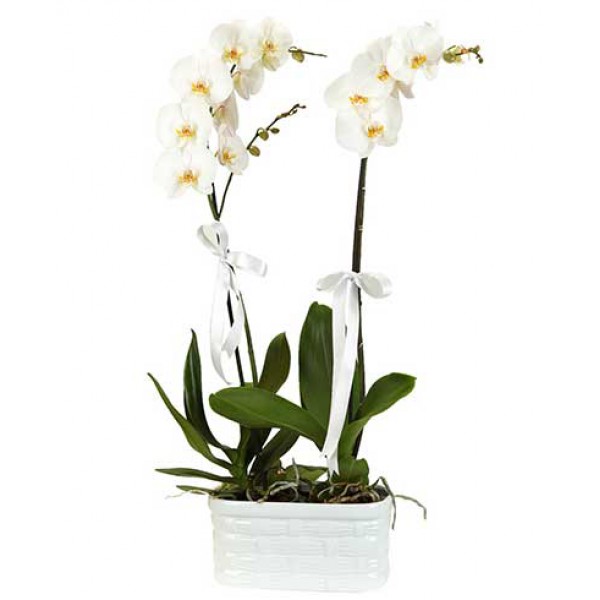 Beyaz Vazoda Çift Dal Beyaz Orkide