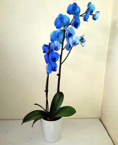 Çift Dal Mavi Orkide...