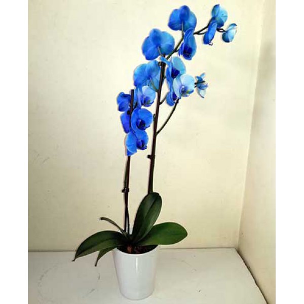 Çift Dal Mavi Orkide