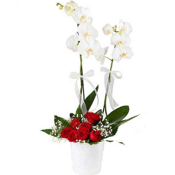 Vazoda Çift Dal Beyaz Orkide Kırmızı Gül Arajmanı