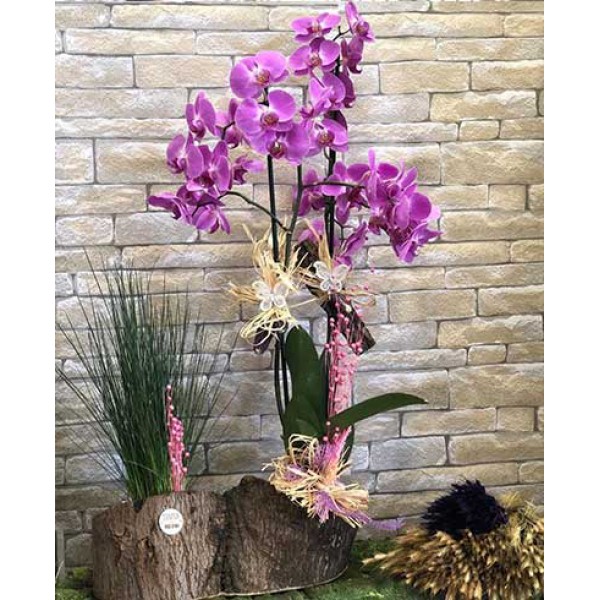 Ahşap Saksıda Mor Orkide